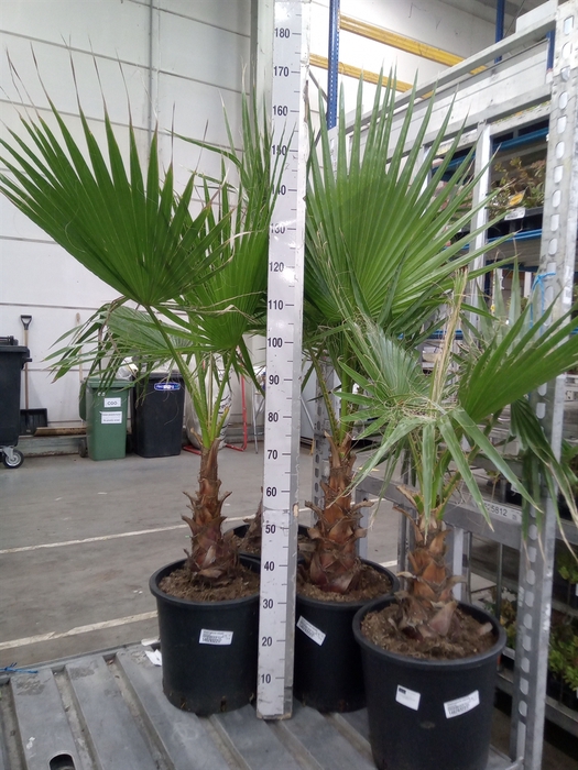 <h4>Washingtonia robusta</h4>