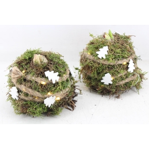 arr4 Amaryllis MB - Mos bol Deco LED x6