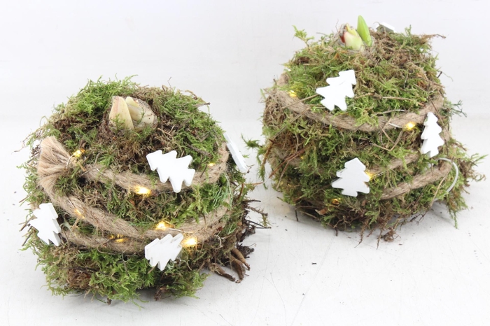 <h4>arr4 Amaryllis MB - Mos bol Deco LED x6</h4>