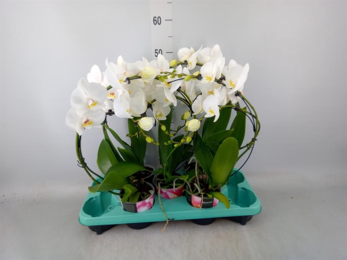 <h4>Phalaenopsis ...</h4>