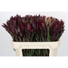 Leucadendron Saf Sunset Dark R.