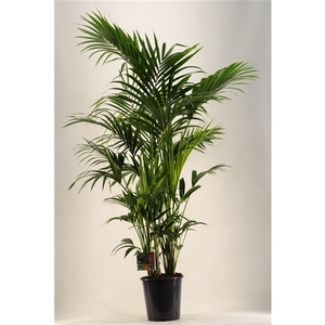 KENTIA - P27 H200 - 12PP (Howea forsteriana)