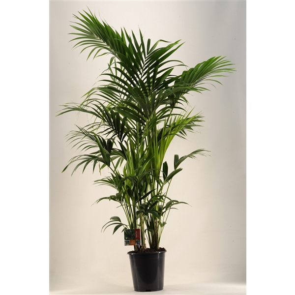 <h4>KENTIA - P27 H190 - 12PP (Howea forsteriana)</h4>