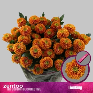 CHRYSANTHEMUM TR 'LIONKING'