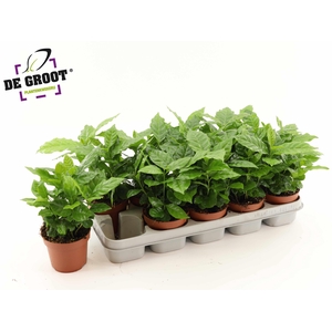 COFFEA ARABICA