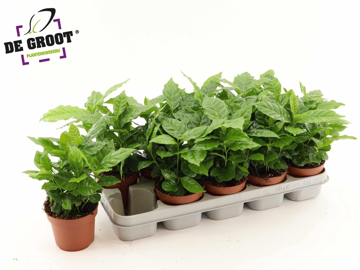 COFFEA ARABICA
