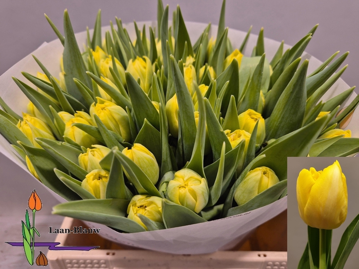 <h4>TU DU MARIE JO</h4>