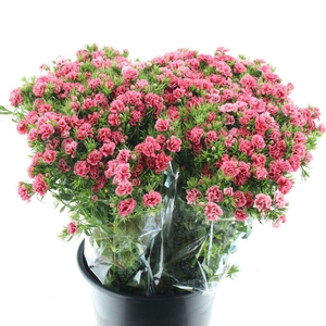 Di Barb Ball Pink Super