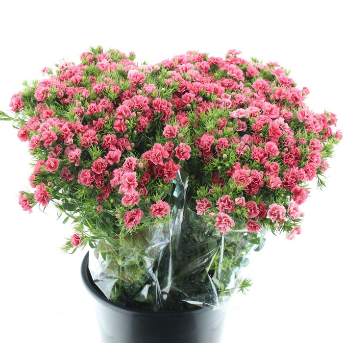 <h4>Di Barb Ball Pink Super</h4>