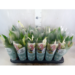 Spathiphyllum  'Pearl Cupido'