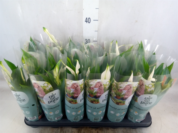 <h4>Spathiphyllum  'Pearl Cupido'</h4>