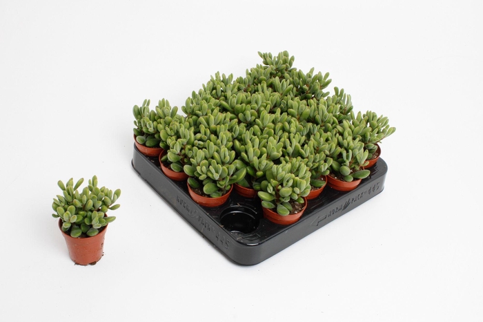 <h4>Crassula Rogersii</h4>