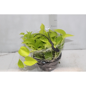 JIBOIA AMARELO C21 PENDENTE