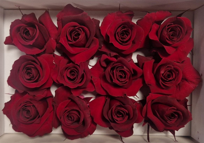 Ro Pres.. Red (4cm)