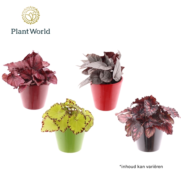 <h4>Begonia gemengd 8,5cm In Keramiek Rotterdam</h4>