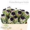 Protea Barbigera Niobe