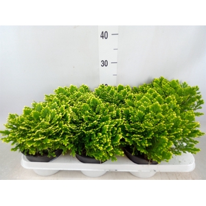 Selaginella martensii 'Jori'