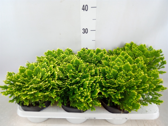 <h4>Selaginella martensii 'Jori'</h4>