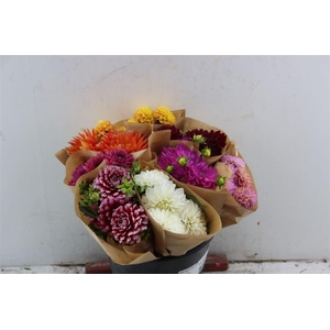 Dahlia Assorti 5pcs Bunch