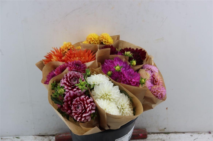 <h4>Dahlia Assorti 5pcs Bunch</h4>
