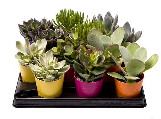 SUCCULENT MIX P6 JACKPOT L 2041