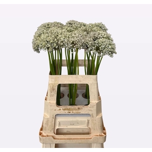 Allium Nigrum