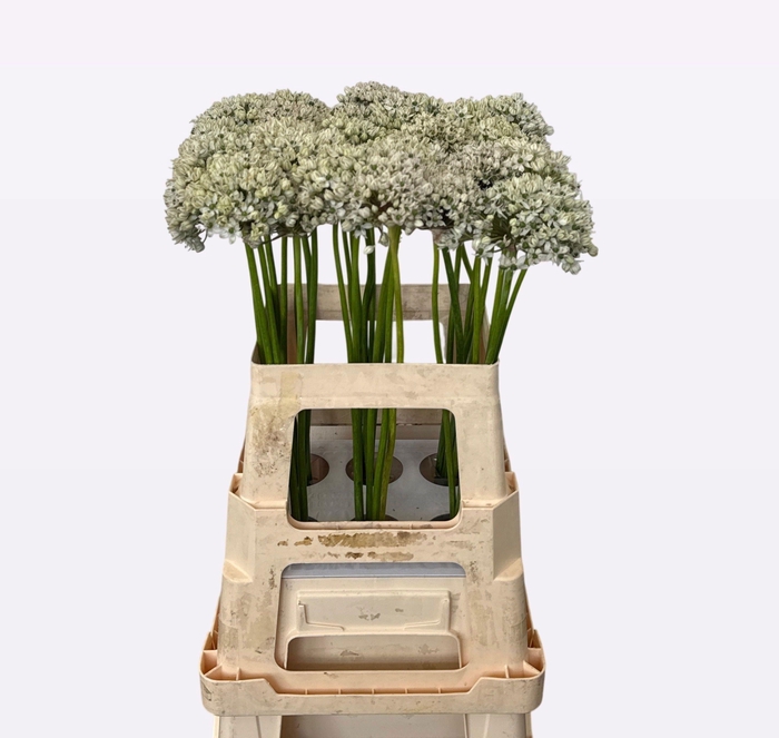 <h4>Allium Nigrum</h4>