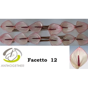 Anthurium andr. 'Facetto'