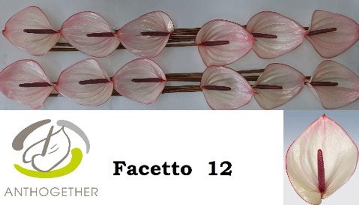 <h4>Anthurium andr. 'Facetto'</h4>