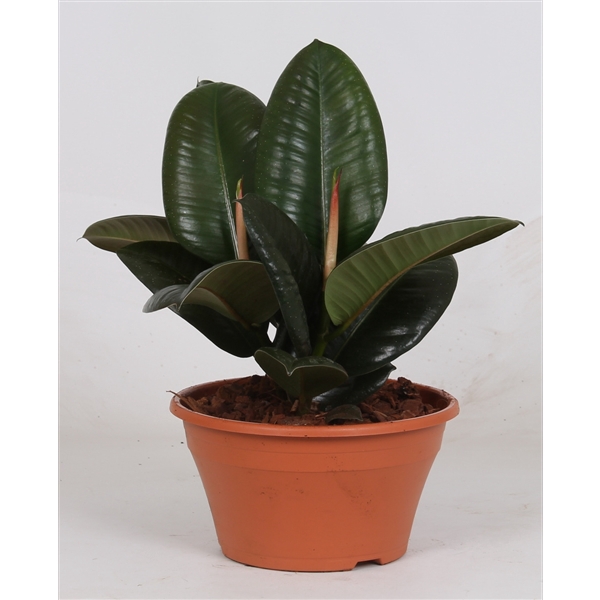 <h4>Ficus elastica 'Robusta'</h4>