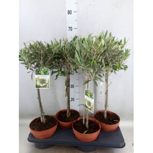 Olea europaea