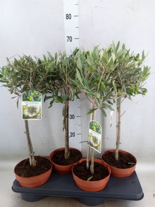 <h4>Olea europaea</h4>