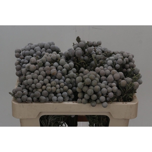 Cape Green Silver Brunia