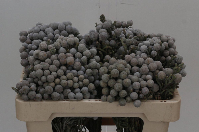 Cape Green Silver Brunia