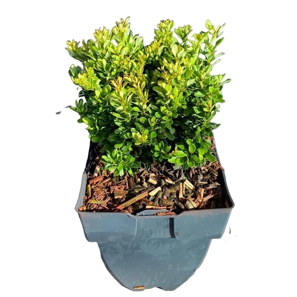 <h4>Berberis thunbergii 'Kobold' P17</h4>