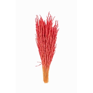 Dried Rice Oryza Pink Bunch