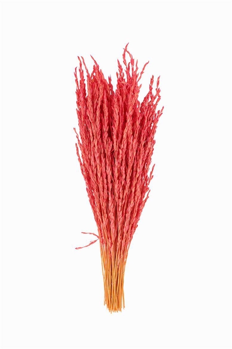 <h4>Dried Rice Oryza Pink Bunch</h4>