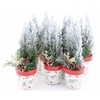 Chamaecyparis La Ellwoodii Snow Green Keramiek Pot
