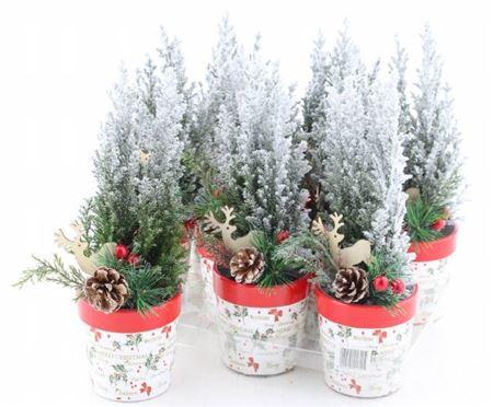 <h4>Cham L Ellwoodii Snow + Decoratie</h4>