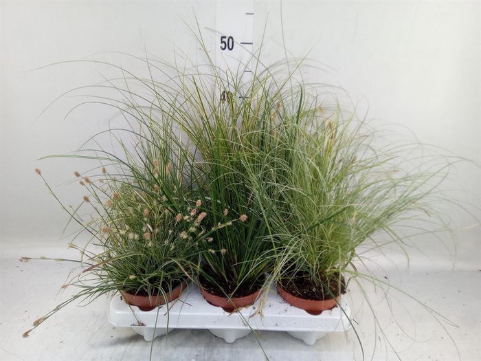 <h4>Carex   ...mix</h4>