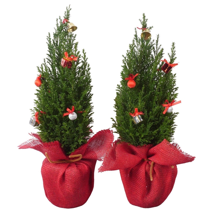 <h4>PTK25208 Ellwoodii in jute met decoratie</h4>