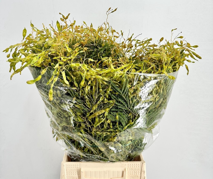 <h4>Mimosa Semi Green</h4>