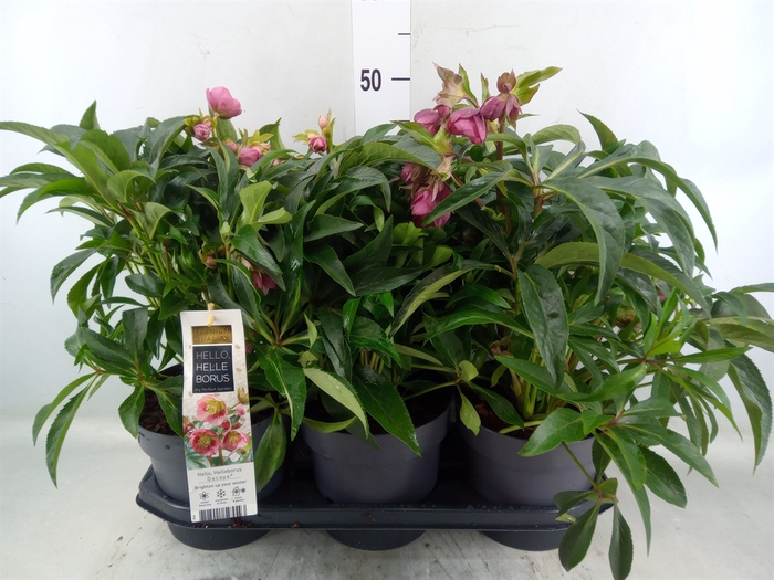 <h4>Helleborus  'JWLS Dacaya'</h4>