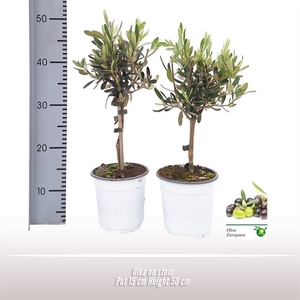 Olea op stam