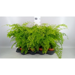 Adiantum raddi. 'Fragrans'