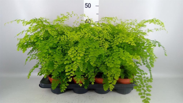 <h4>Adiantum raddi. 'Fragrans'</h4>