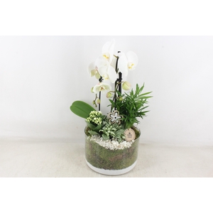 arr2 PL - Glas cilinder phal. wit