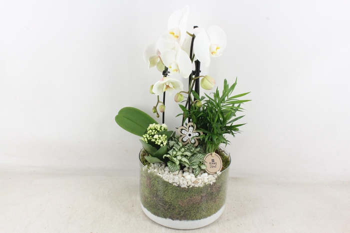 <h4>arr2 PL - Glas cilinder phal. wit</h4>