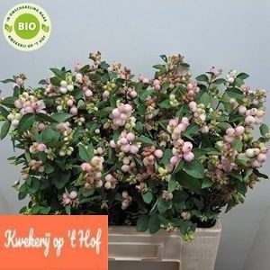 <h4>Sympho Charming Fantasy GE Hof</h4>