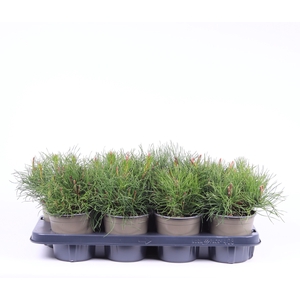 Pinus mugo pumilio